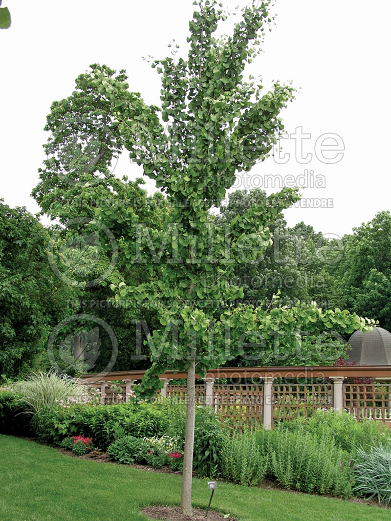 Gingko Princeton Sentry (Ginkgo conifer) 1