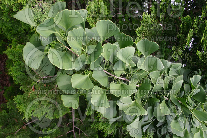 Ginkgo biloba (Ginkgo conifer) 1 