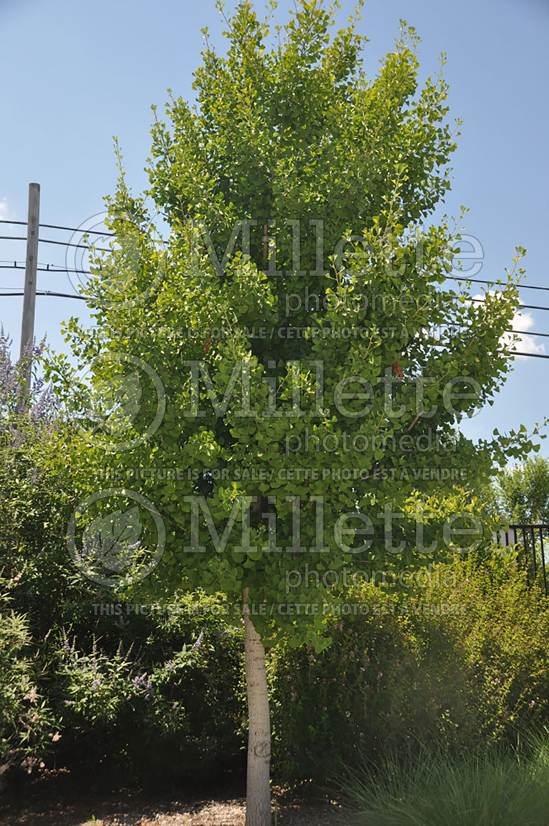 Ginkgo Autumn Gold (Ginkgo conifer) 4