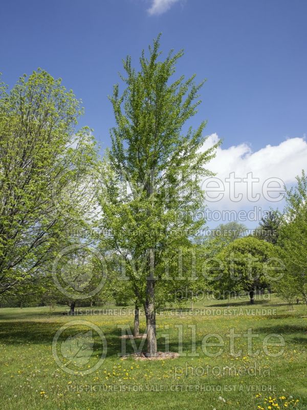 Ginkgo Fairmont (Ginkgo conifer) 1