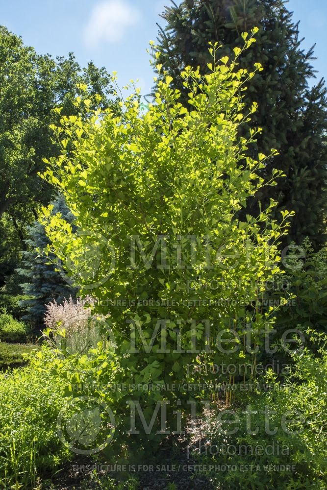 Ginkgo Gold Spire (Ginkgo conifer) 1