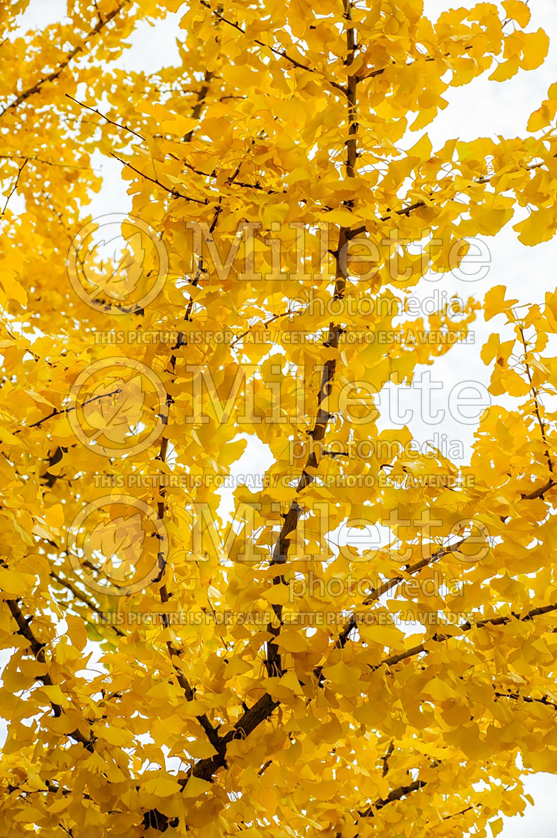 Ginkgo biloba (Ginkgo conifer) 10