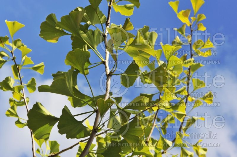 Ginkgo Magyar (Ginkgo conifer) 1