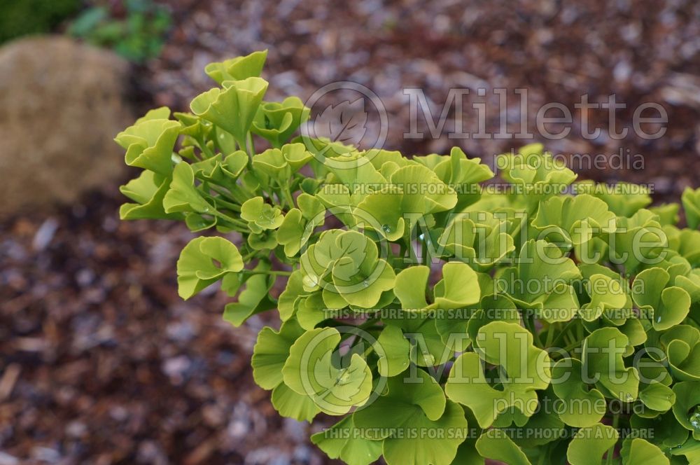 Ginkgo Mariken (Ginkgo conifer) 2