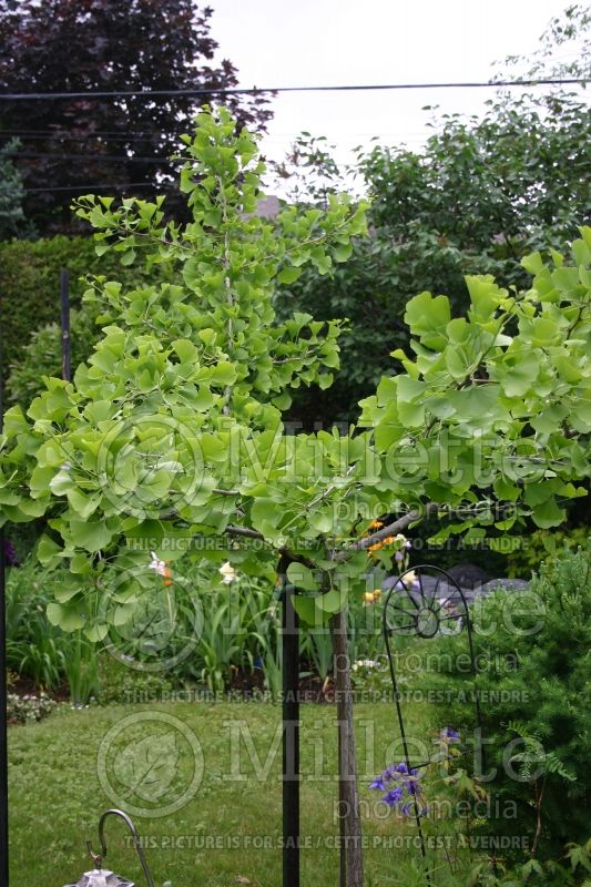 Ginkgo Pendula (Ginkgo conifer) 1