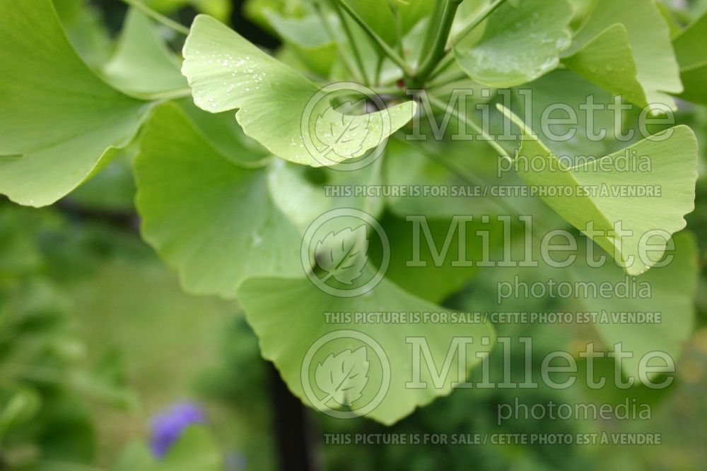 Ginkgo Pendula (Ginkgo conifer) 2