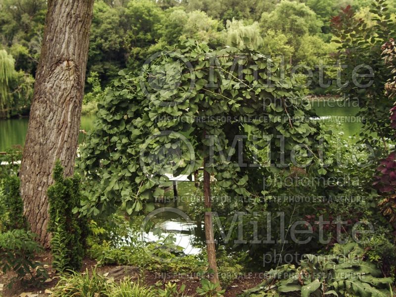 Ginkgo Pendula (Ginkgo conifer) 4