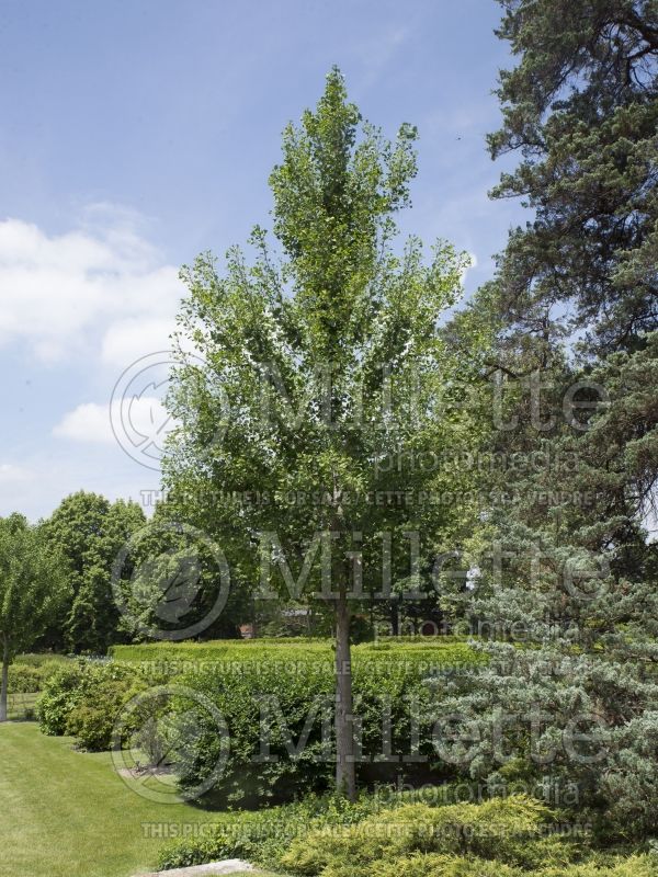 Gingko Princeton Sentry (Ginkgo conifer) 4