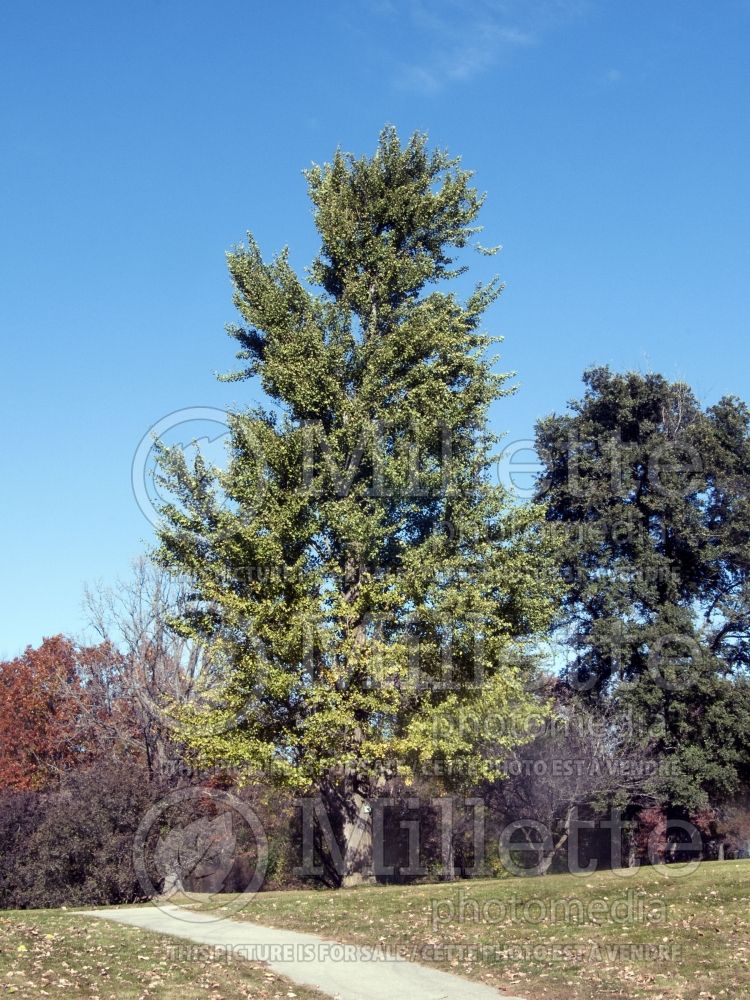 Gingko Princeton Sentry (Ginkgo conifer) 7