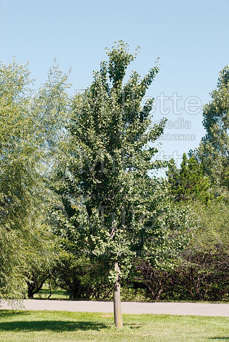 Gingko Princeton Sentry (Ginkgo conifer) 5