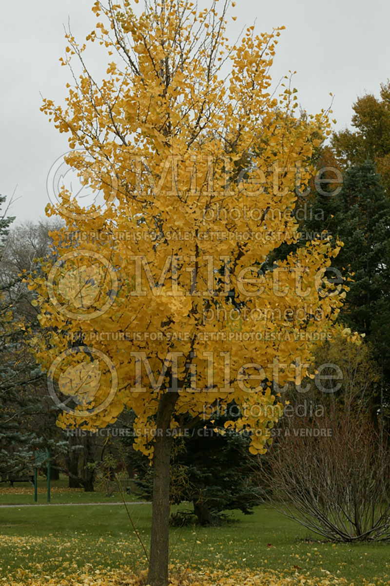 Gingko Princeton Sentry (Ginkgo conifer) 8