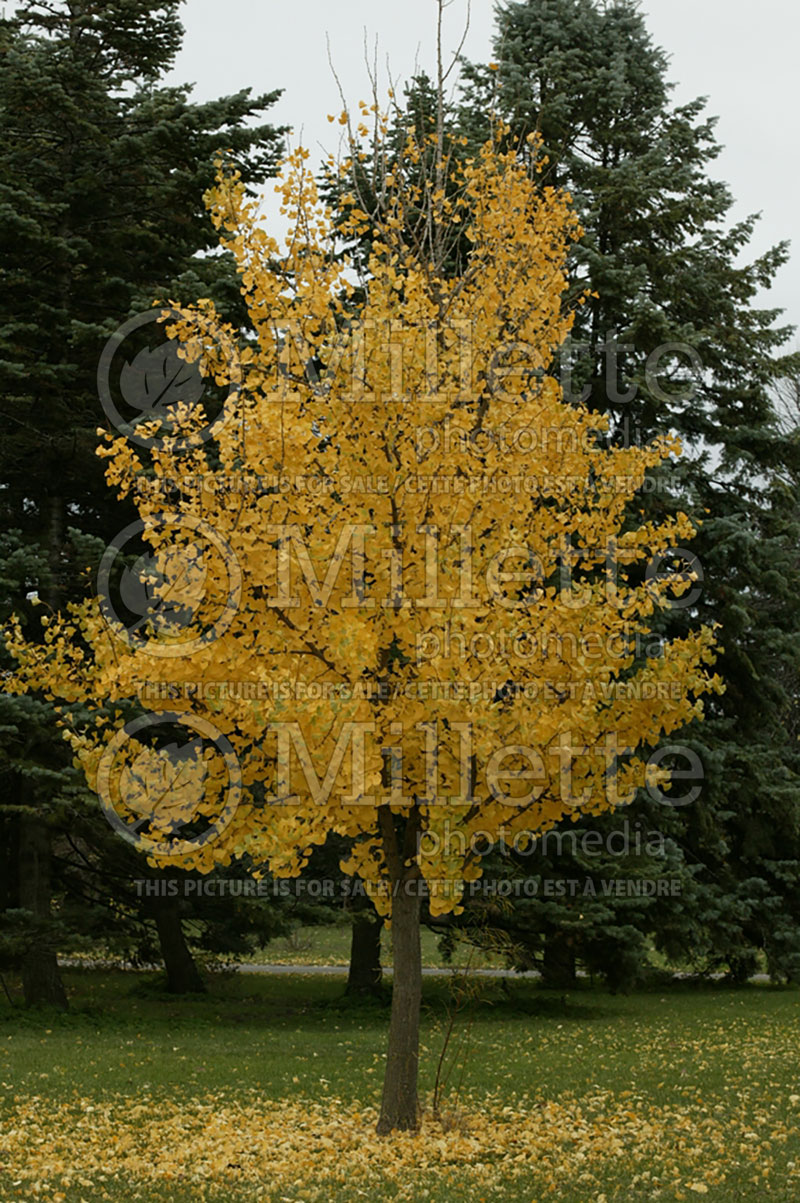 Gingko Princeton Sentry (Ginkgo conifer) 6