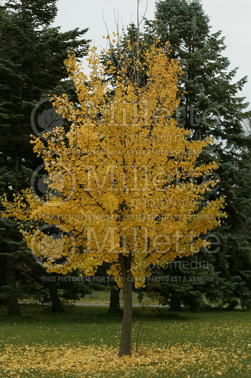 Ginkgo biloba (Ginkgo conifer) 5 