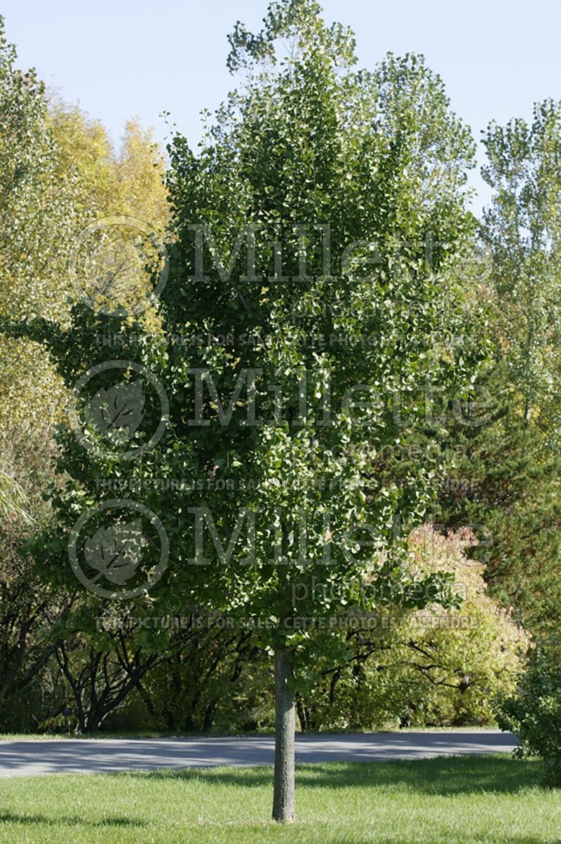 Ginkgo biloba (Ginkgo conifer) 6 