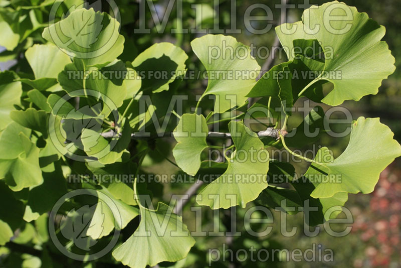 Ginkgo biloba (Ginkgo conifer) 9 