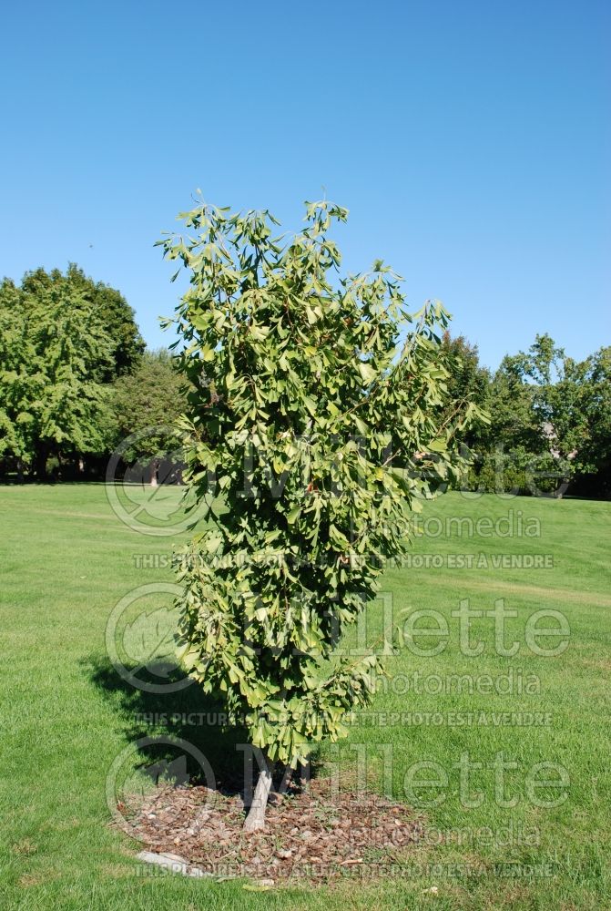 Ginkgo Saratoga (Ginkgo conifer) 4