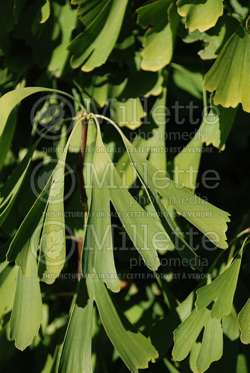 Ginkgo Saratoga (Ginkgo conifer) 2