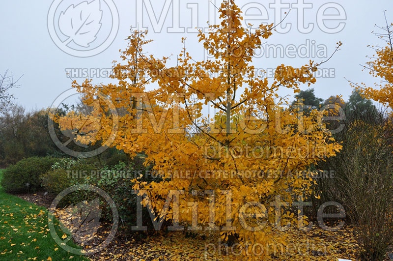 Ginkgo Saratoga (Ginkgo conifer) 5