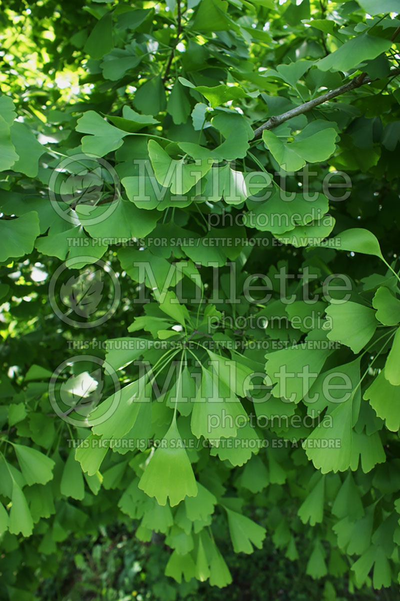 Ginkgo Saratoga (Ginkgo conifer) 1