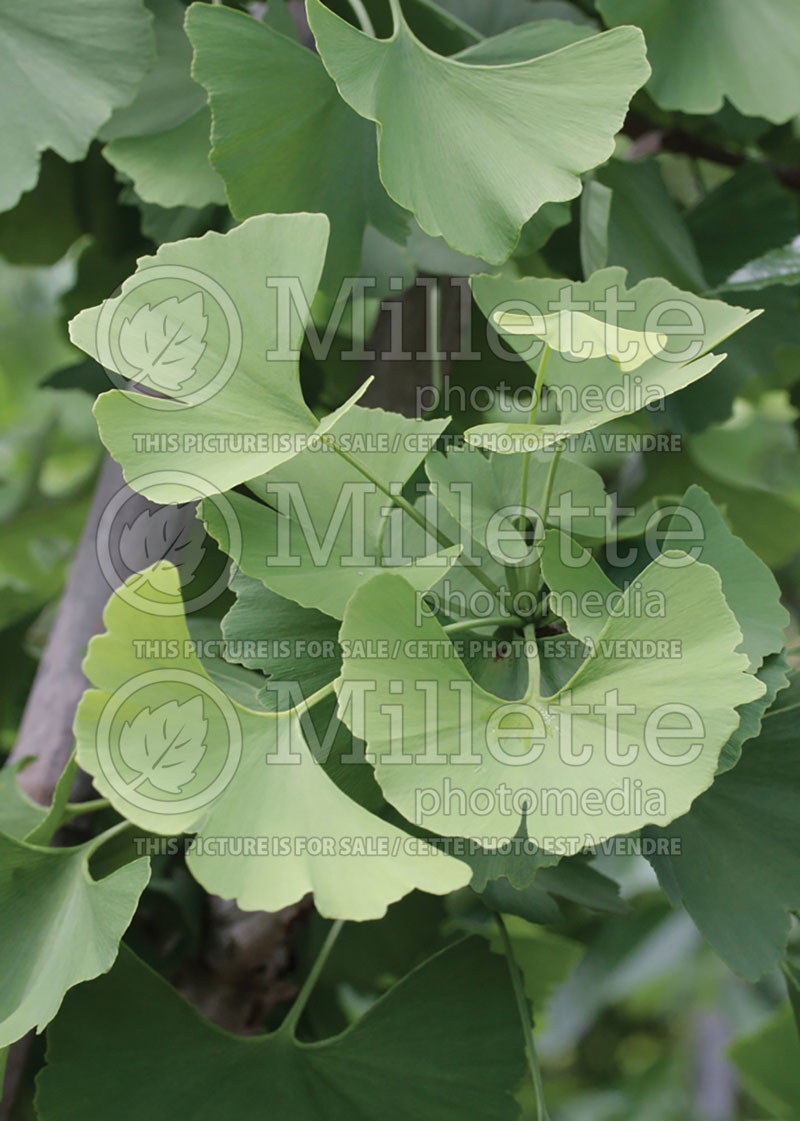 Ginkgo biloba (Ginkgo conifer) 8 