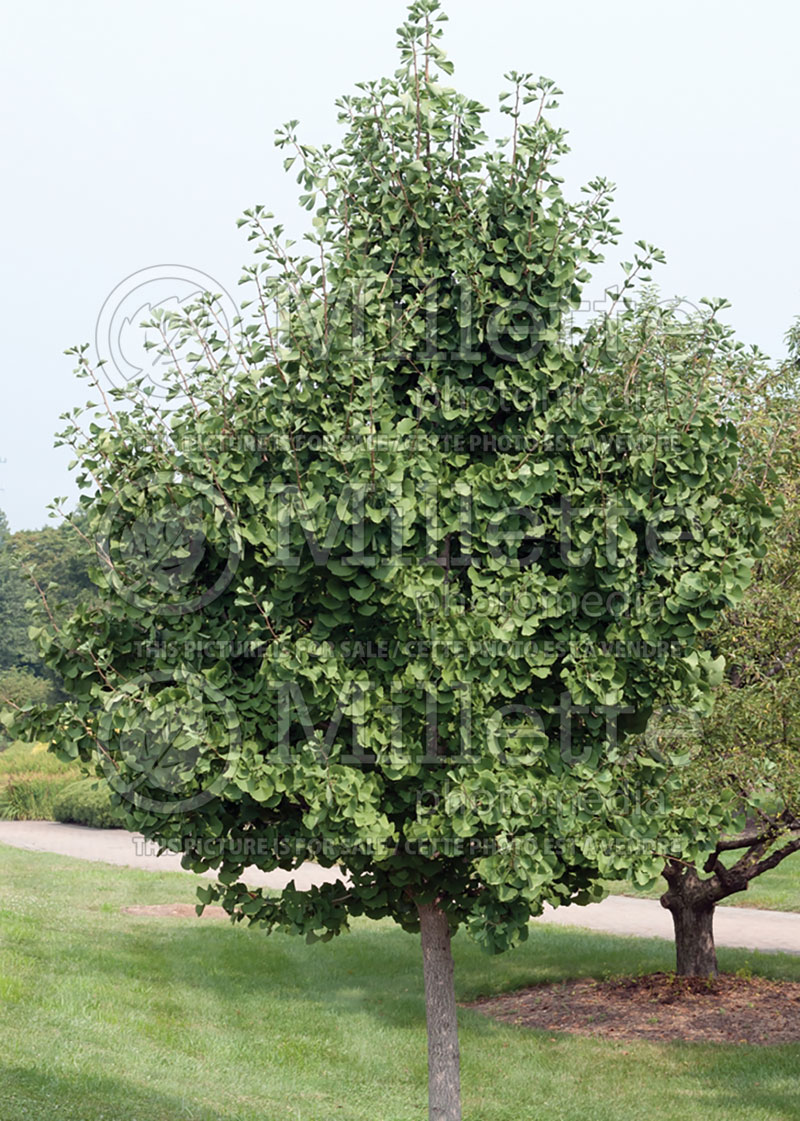 Ginkgo biloba (Ginkgo conifer) 7 