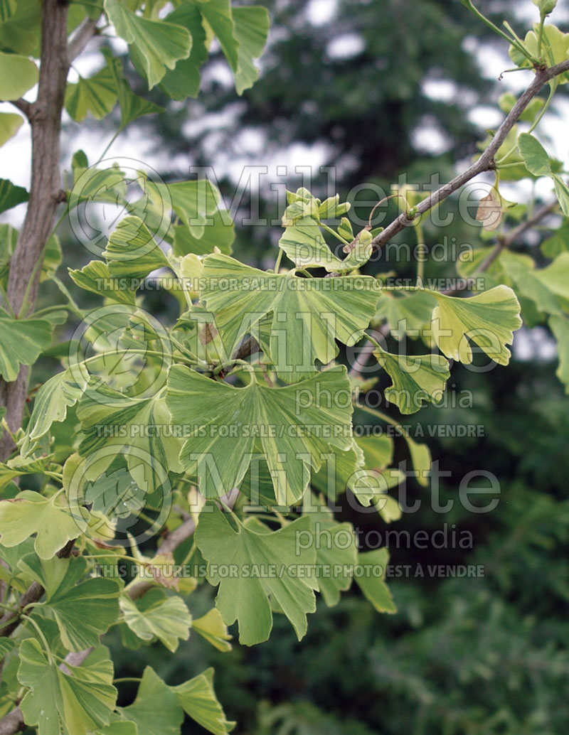 Ginkgo Variegata (Ginkgo conifer) 4