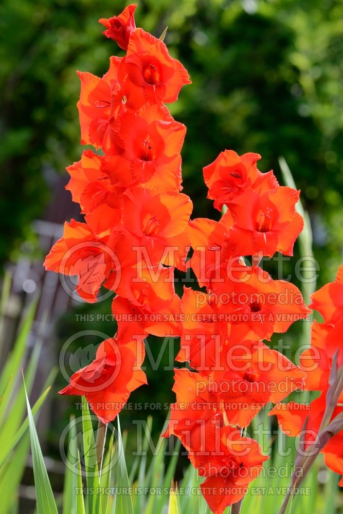 Gladiolus Bonfire (Gladiolus) 1 