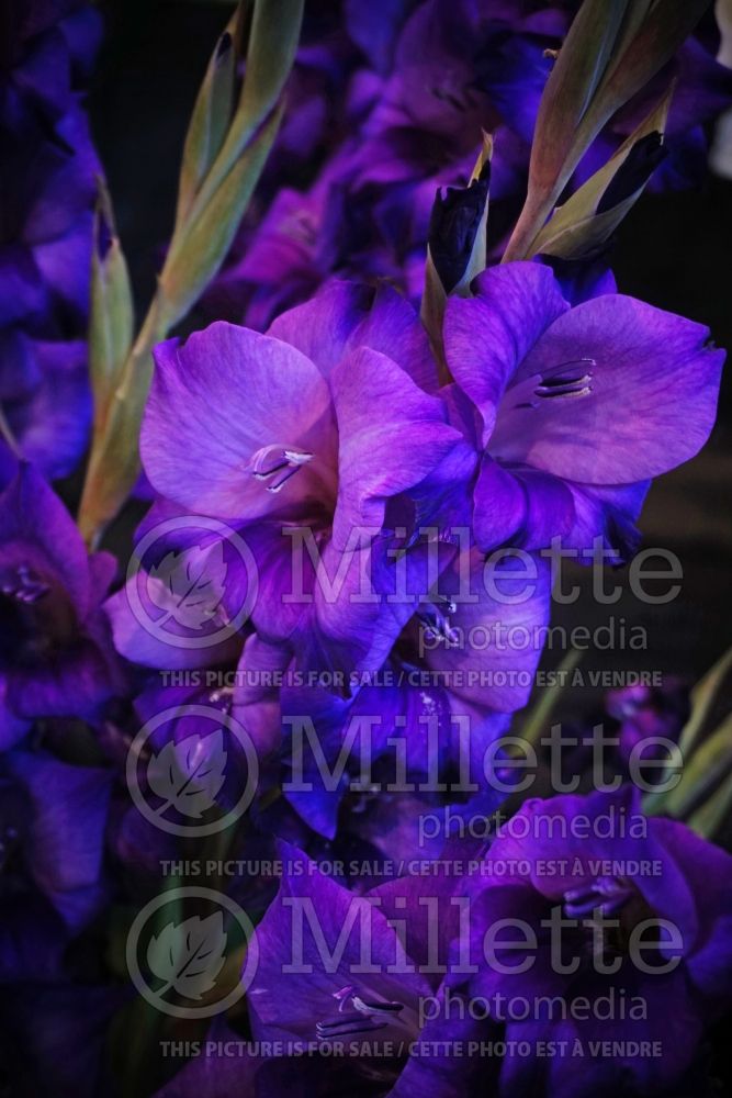 Gladiolus Purple Flora (sword lily) 1 