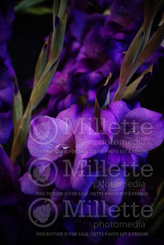 Gladiolus Purple Flora (sword lily) 2 