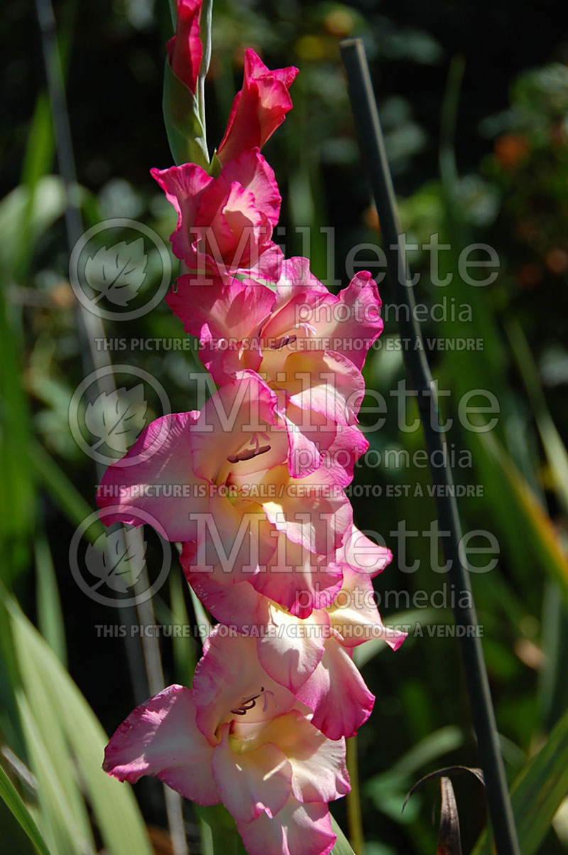 Gladiolus Chit-Chat (Gladiolus) 2 