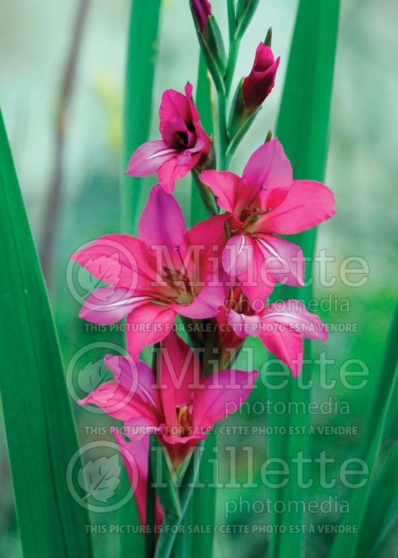 Gladiolus communis subsp. byzantinus (Byzantine gladiolus) 9 