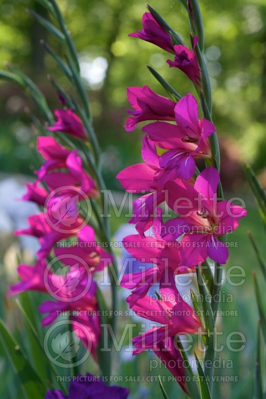 Gladiolus communis subsp. byzantinus (Byzantine gladiolus) 3 