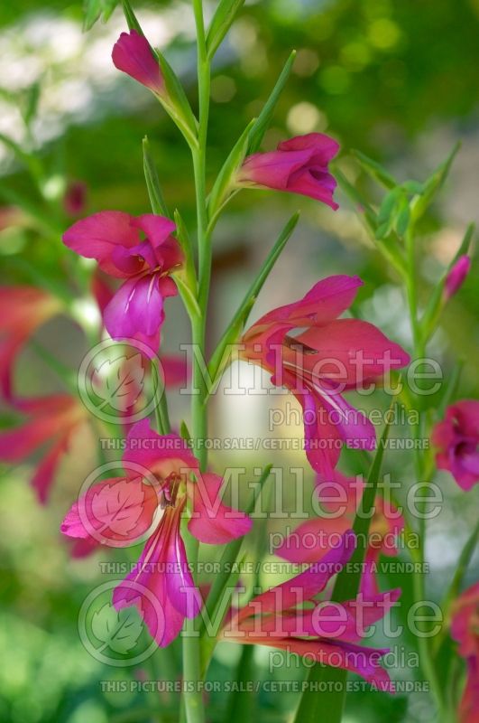 Gladiolus communis subsp. byzantinus (Byzantine gladiolus) 4 