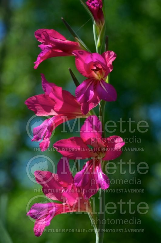 Gladiolus communis subsp. byzantinus (Byzantine gladiolus) 6 