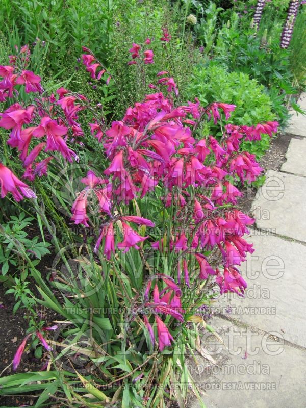 Gladiolus communis subsp. byzantinus (Byzantine gladiolus) 2 