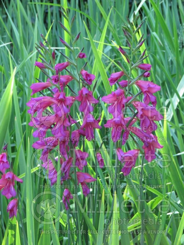 Gladiolus communis subsp. byzantinus (Byzantine gladiolus) 1 