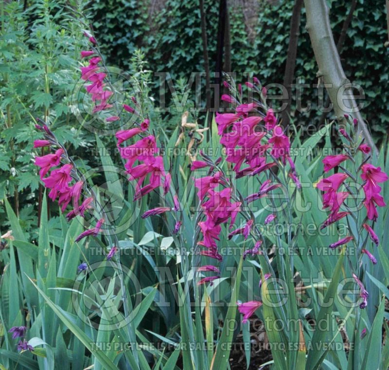 Gladiolus communis subsp. byzantinus (Byzantine gladiolus) 7 