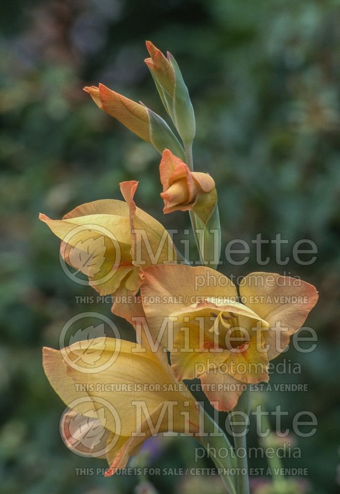 Gladiolus Boone (Gladiolus) 1 