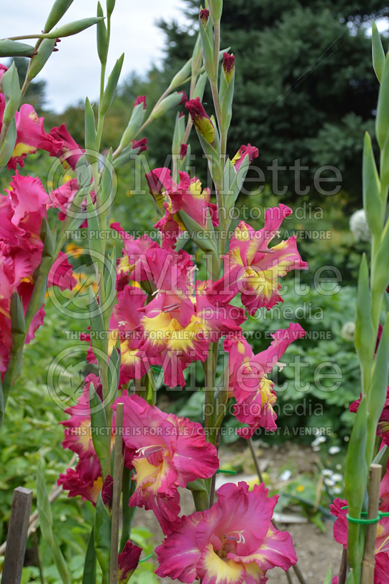 Gladiolus Farwest (Gladiolus) 1 