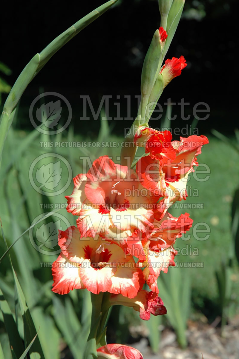 Gladiolus Firecracker (Gladiolus) 1 