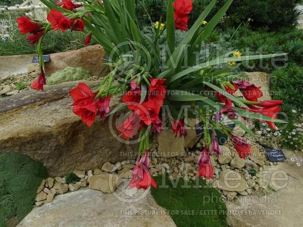 Gladiolus flanaganii (Gladiolus) 1 