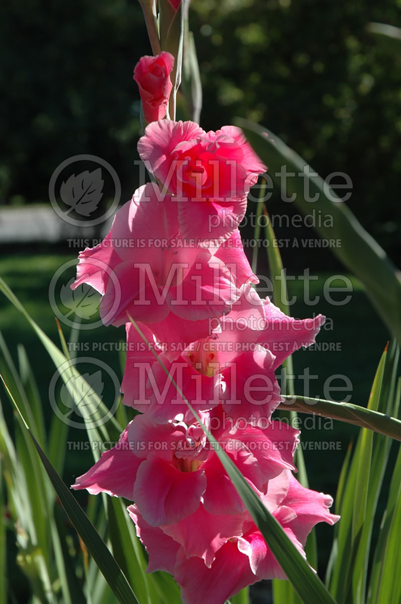 Gladiolus Good News (Gladiolus) 1 