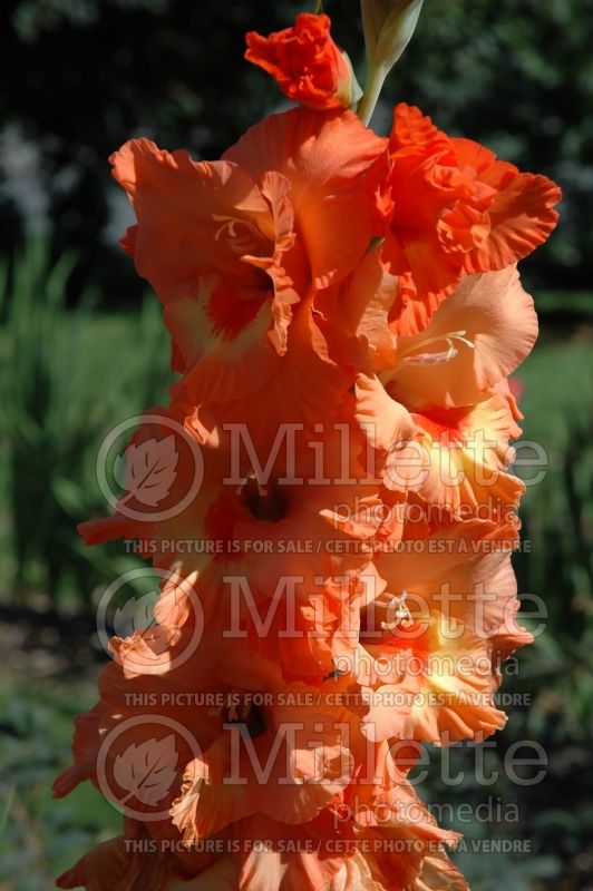 Gladiolus Orange Splendor (Gladiolus) 1 