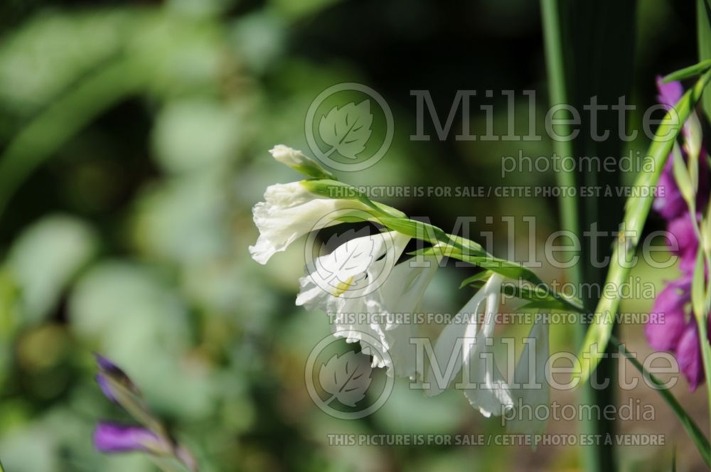 Gladiolus tristis (Gladiolus) 1 