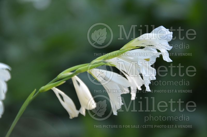 Gladiolus tristis (Gladiolus) 2 