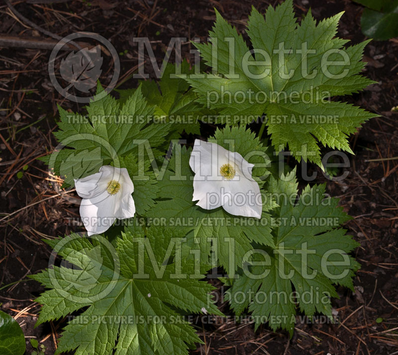 Glaucidium Album (Japanese wood poppy) 1 