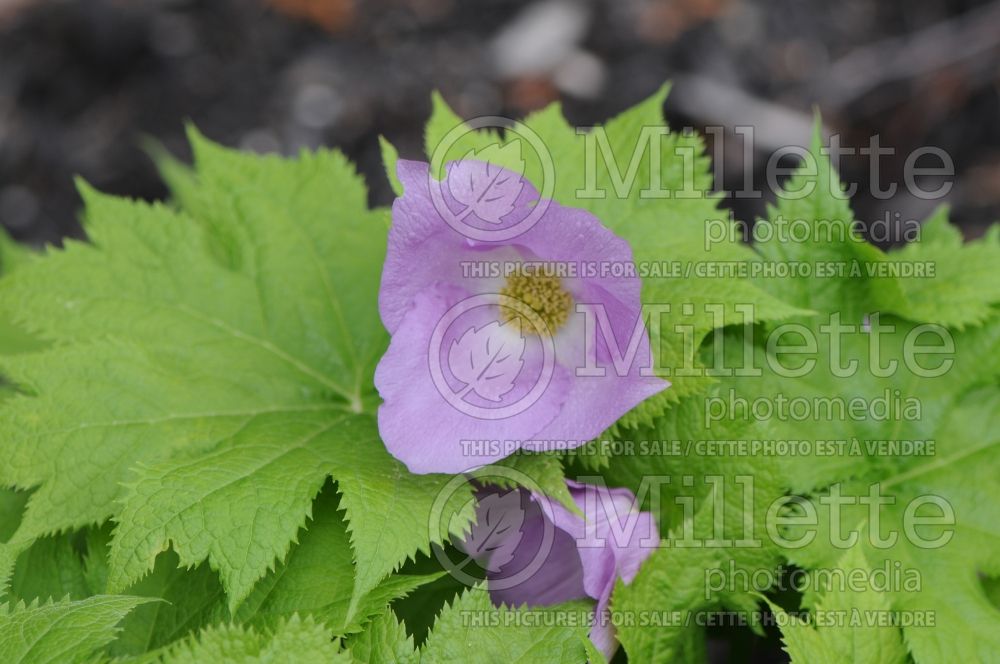 Glaucidium palmatum (Japanese wood poppy) 1 