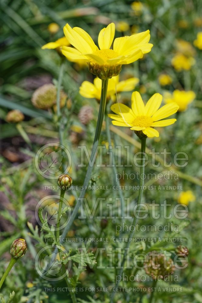 Glebionis segetum (Glebionis, Crown Daisy, Chrysanthemum segetum) 3