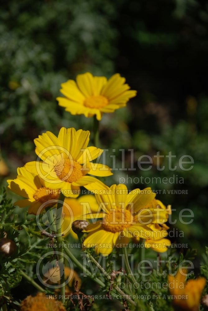 Glebionis coronaria (Glebionis, Crown Daisy, Edible Chrysanthemum) 2