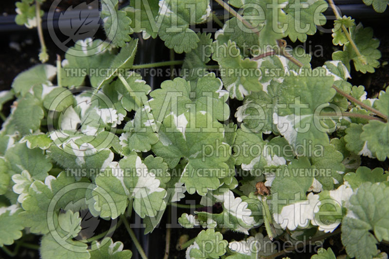 Glechoma Variegata (Ground Ivy) 1 